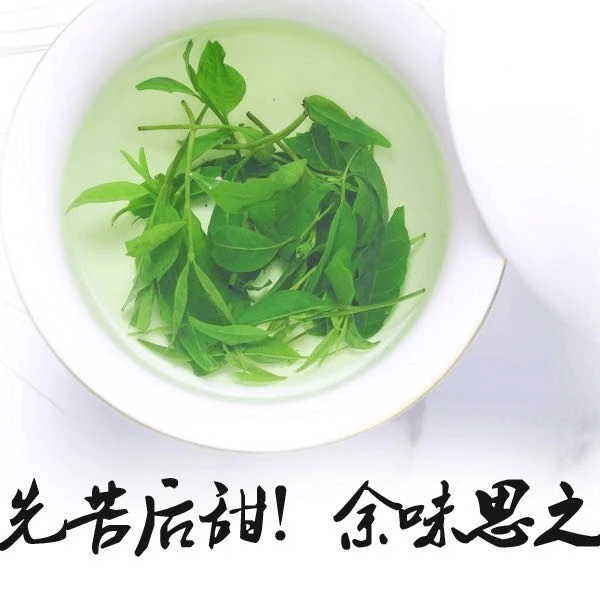 【全疆包邮】2025年新茶峨眉山小叶苦丁青山绿水绿茶野生特级无油