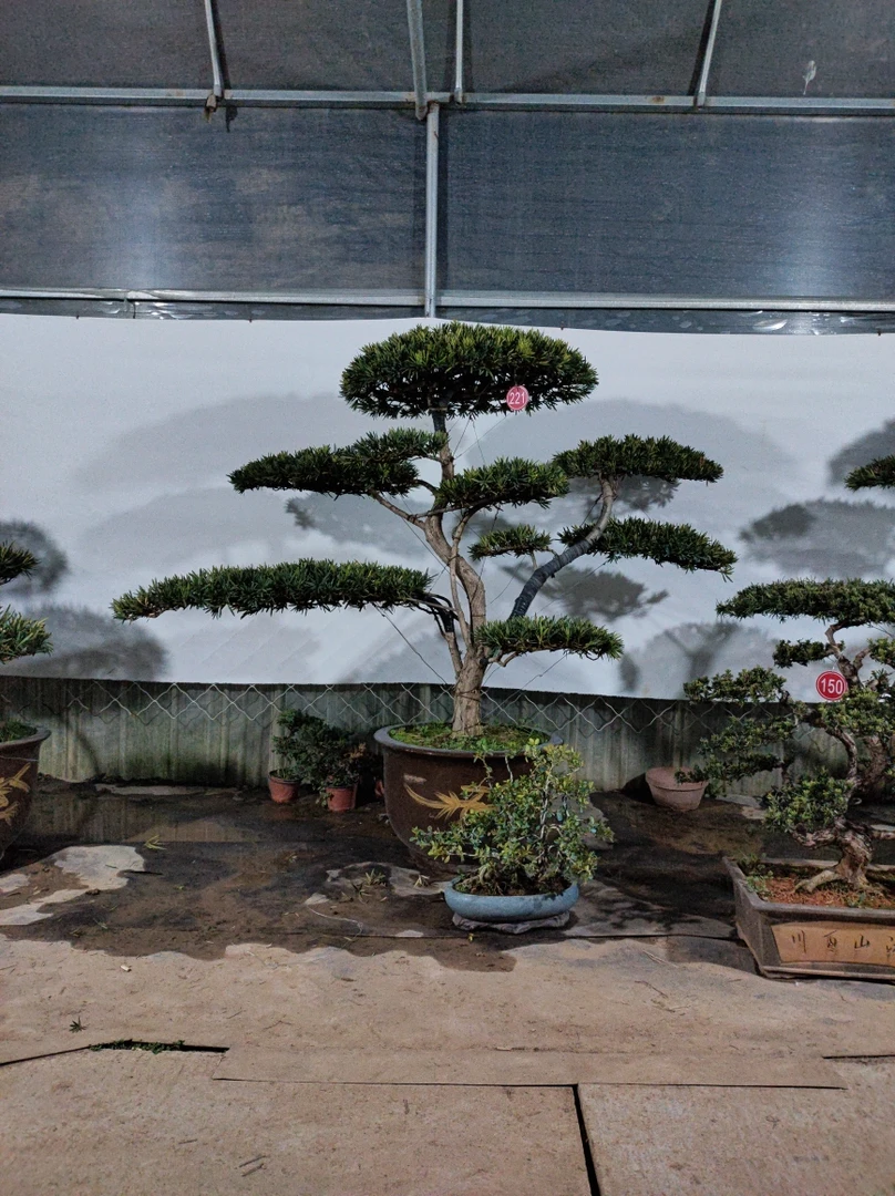 雀舌原生老桩罗汉松