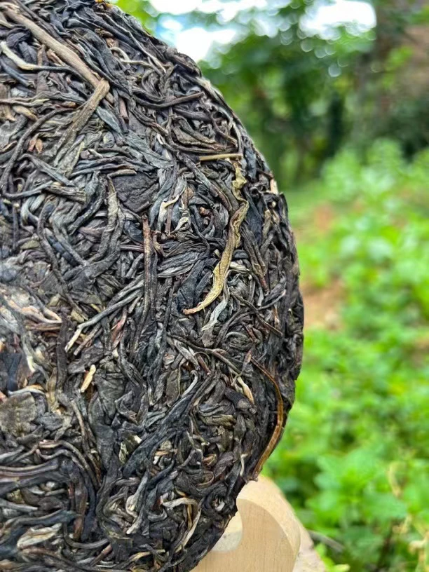 孤品【紫芽单株】2024年百年古树头春茶饼200克