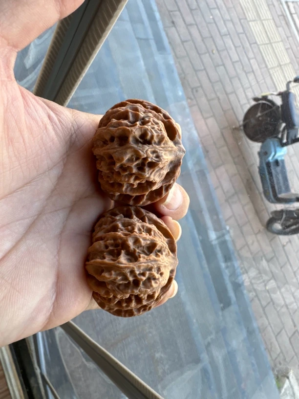 71 号 40 到 45 尺寸全品无修灯笼狮子头