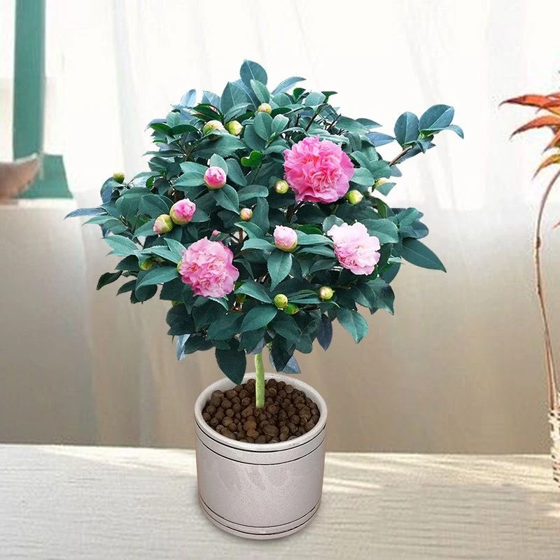 香妃山茶花盆栽带花苞室内外庭院可栽浓香型原盆原土发货