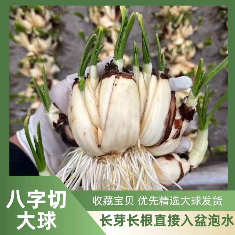 【矮化八字切】漳州水仙花单瓣重瓣水培花卉冬季花王客厅玲珑产地