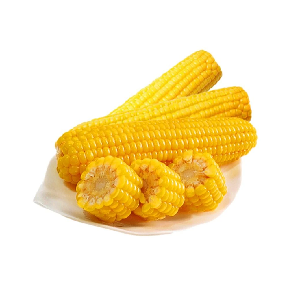 不好吃包退 东北黄糯玉米香甜软糯粘苞米