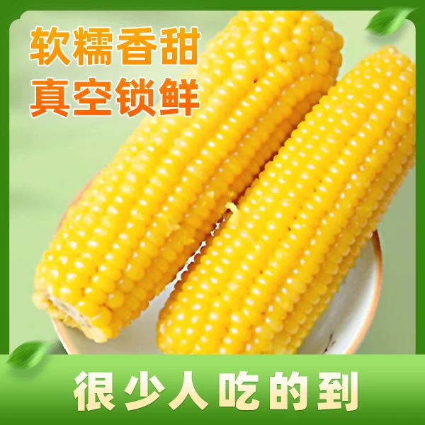 「乡村振兴」东北黄糯玉米粘糯黄玉米十根240g起饱满颗粒黑土地鲜嫩