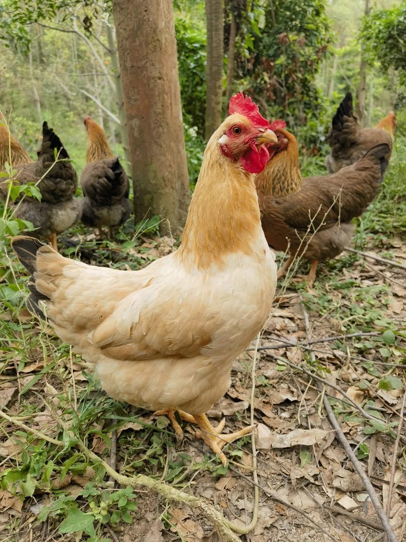 五谷杂粮散养土鸡