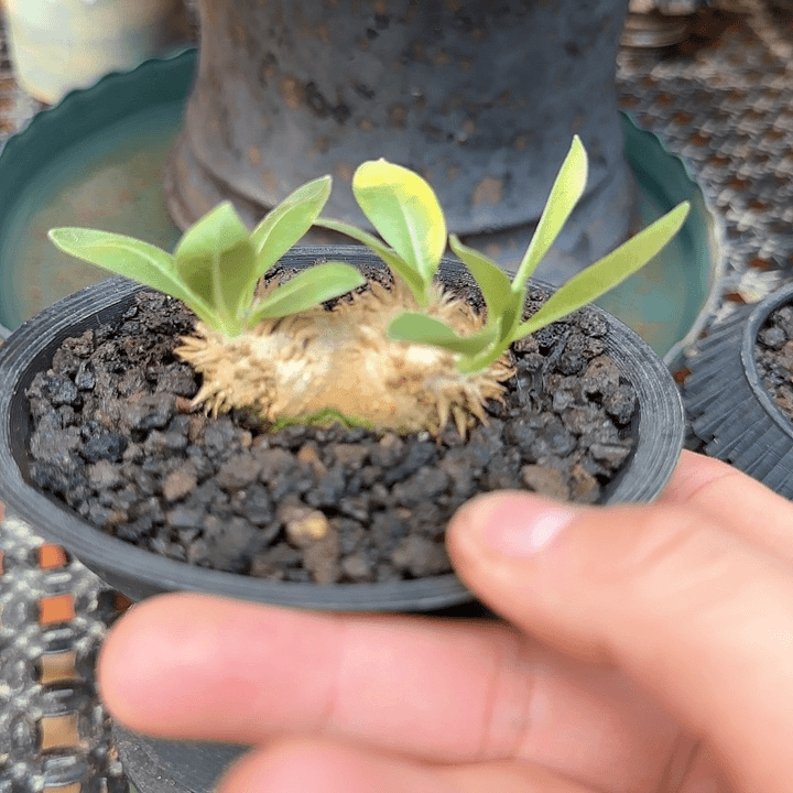 白花虚笑 植物特殊不退不换