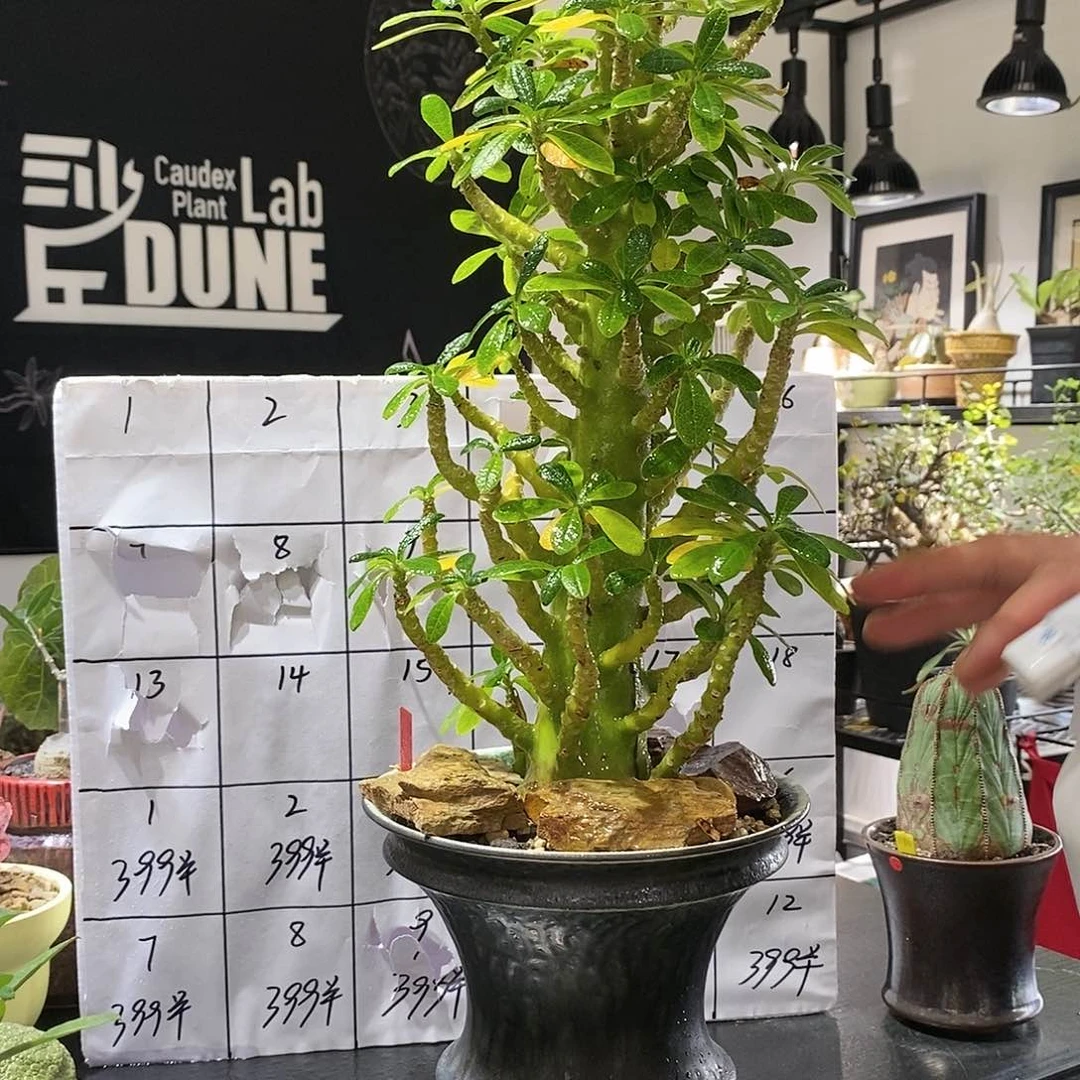 巨流桑植物特殊不退不换