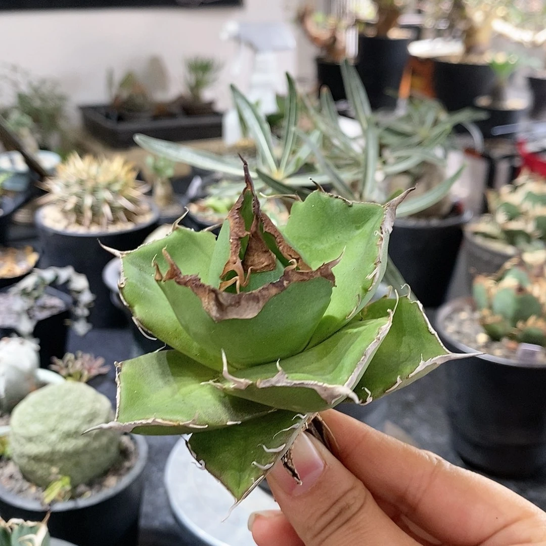 黑豹钻石植物特殊不退不换