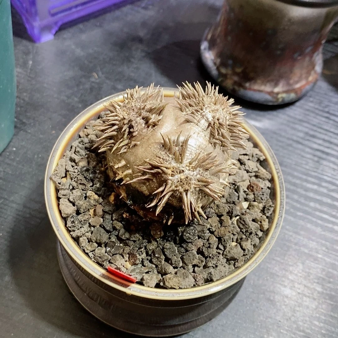大黑脱体土 植物特殊不退不换
