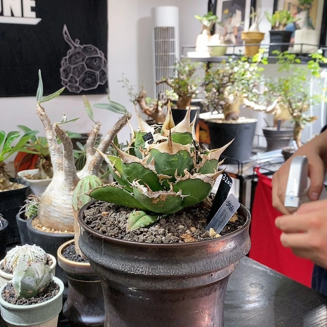 白泽送2芽特价植物特殊不退不换