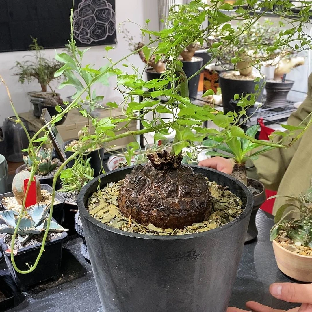 特价龟植物特殊不退不换