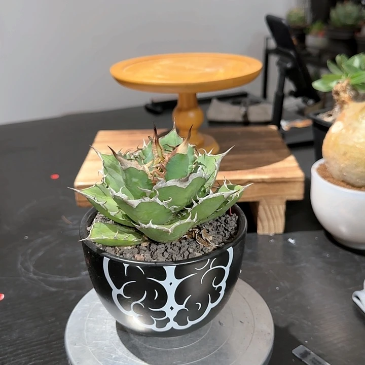 fo076 植物特殊不退不换