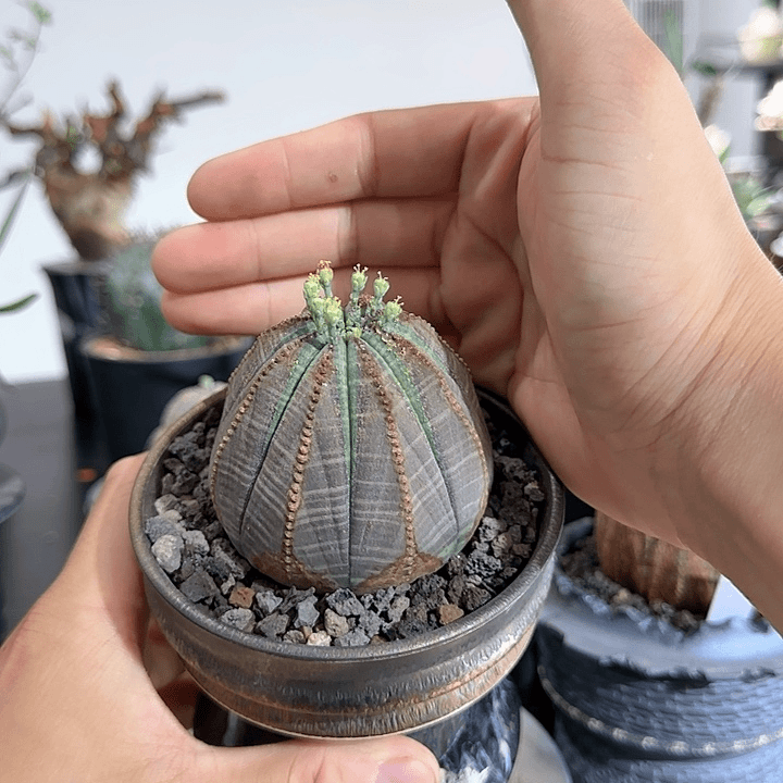 欧系布纹球 植物特殊不退不换