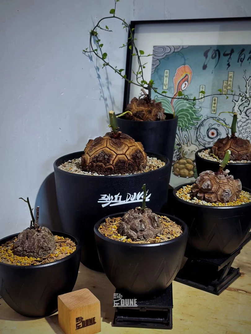 【沙丘DUNE】南非龟甲龙｜剑甲 足球龟 盾甲｜沙丘精品株