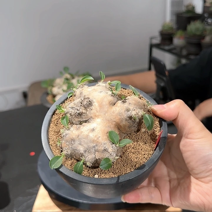 惠比徐笑植物特殊不退不换