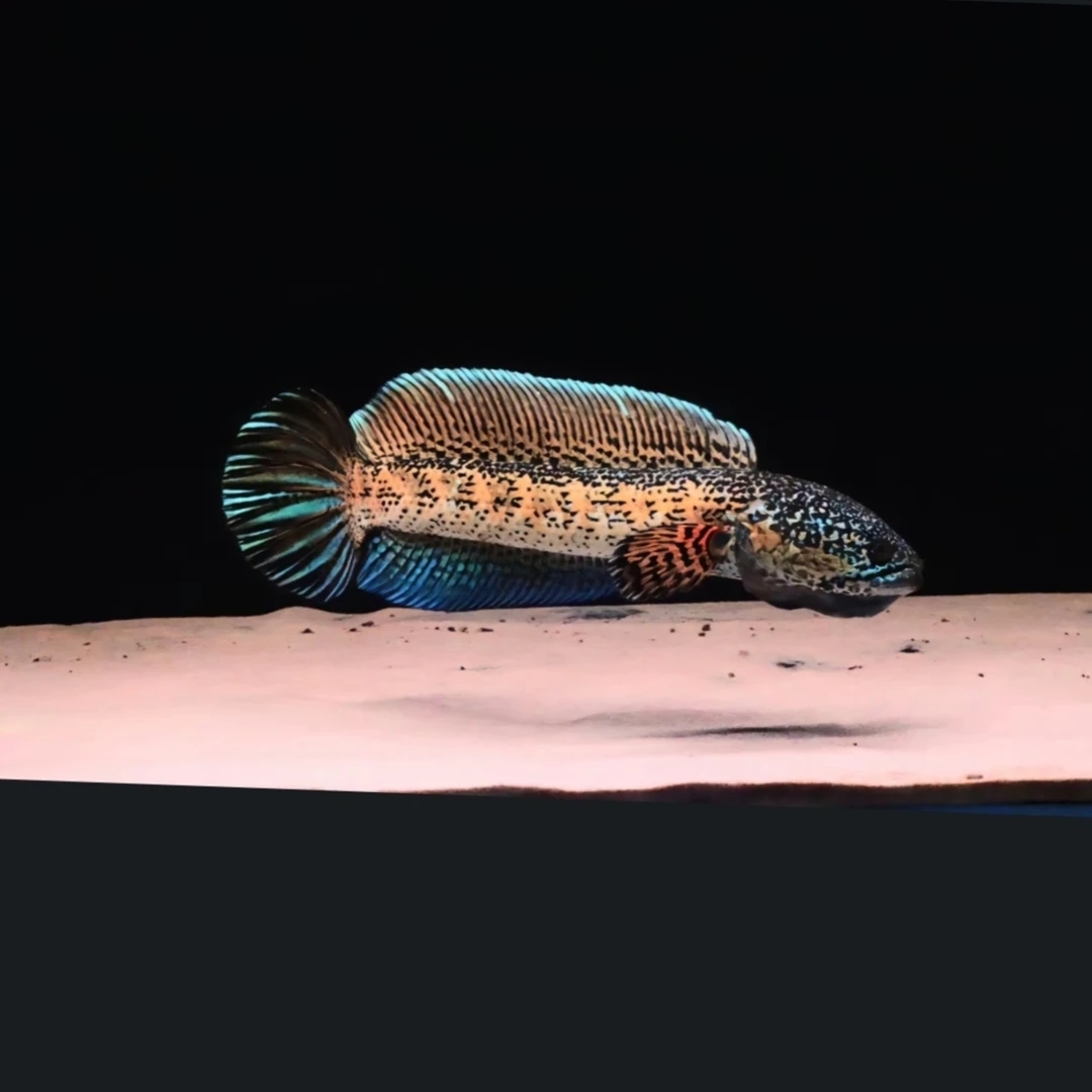 黄金眼镜蛇雷龙苗子