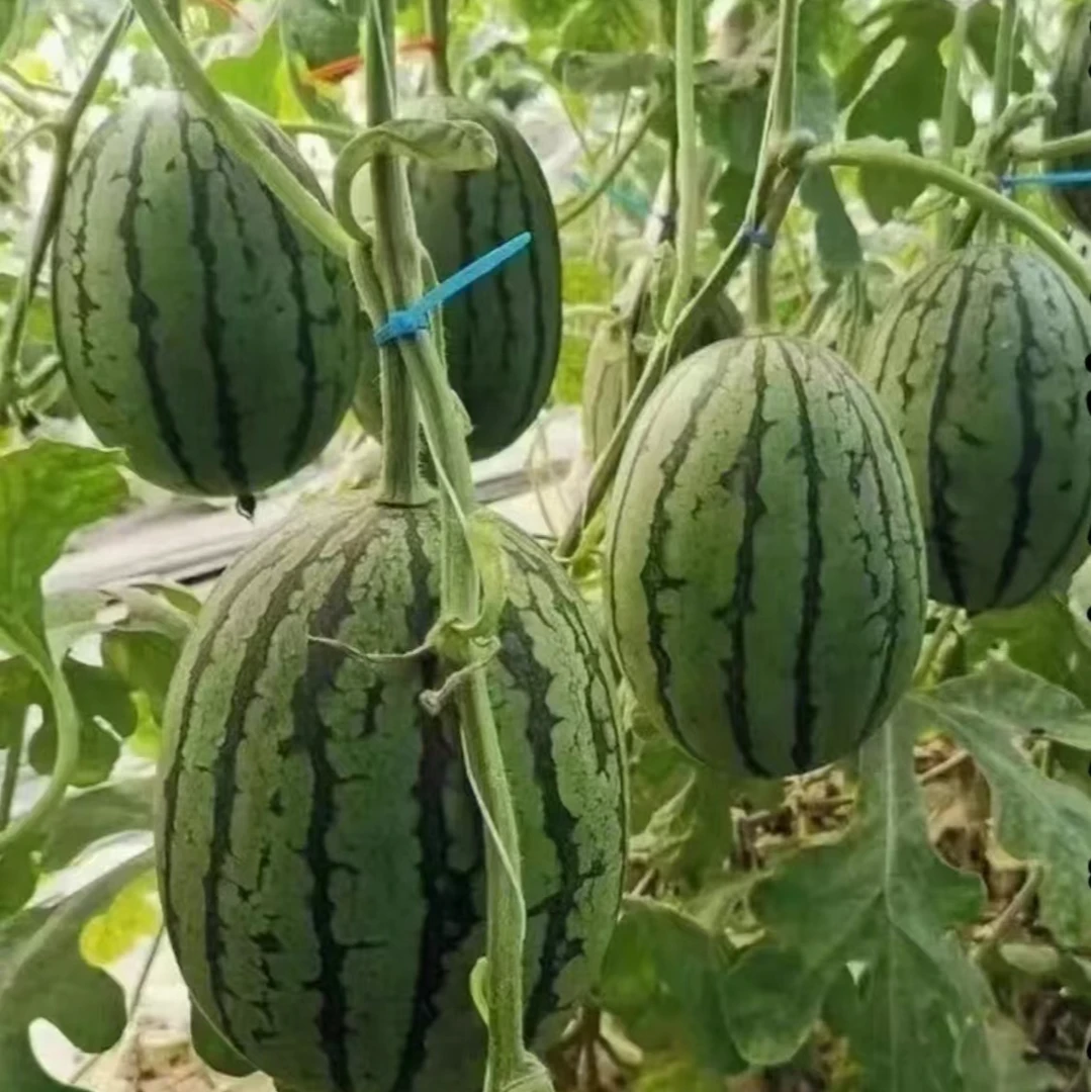 【3颗装】散装糖丸吊瓜3颗装仅限市区购买