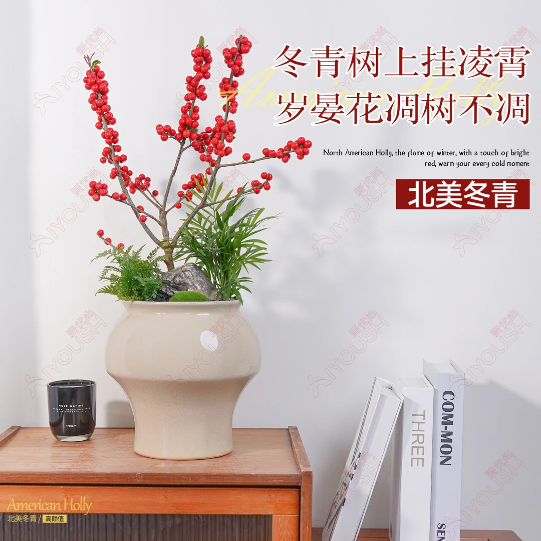 【AAA级】北美冬青甄选高端盆栽年宵花室内高端花材