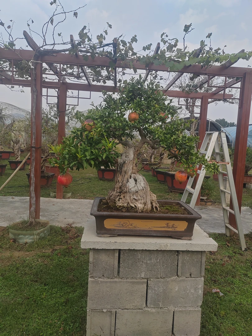 大红袍景观造型树