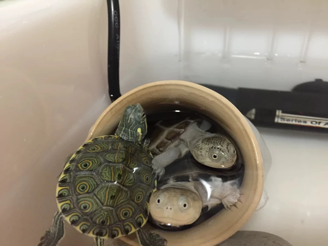 宠物龟龟蛋龟类侧颈龟类半水龟类宠物龟龟