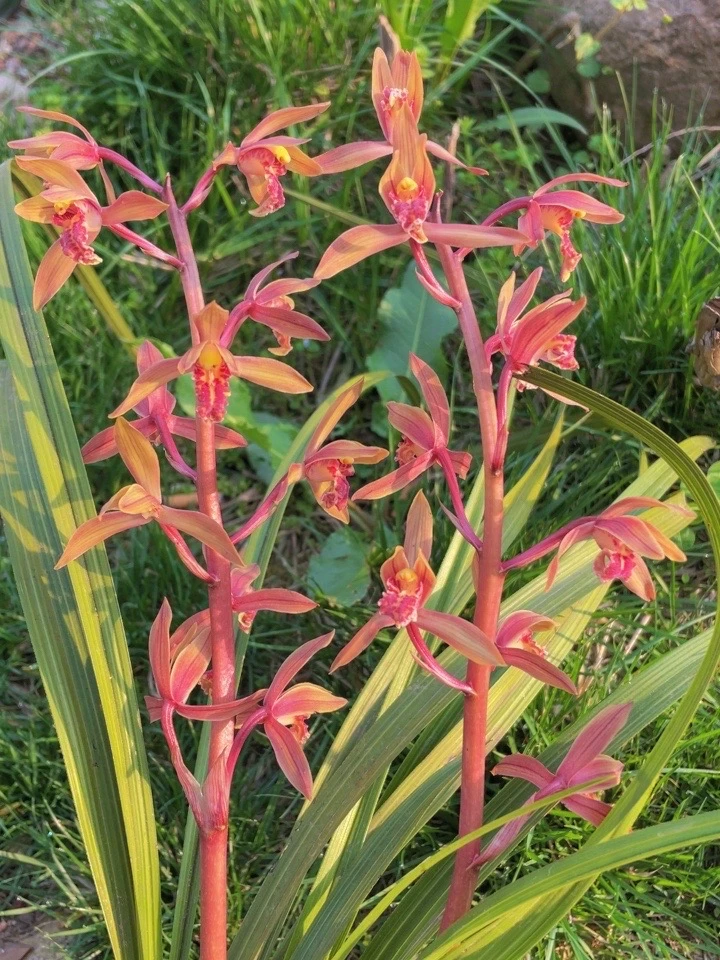 惠兰花草艺草叶形草