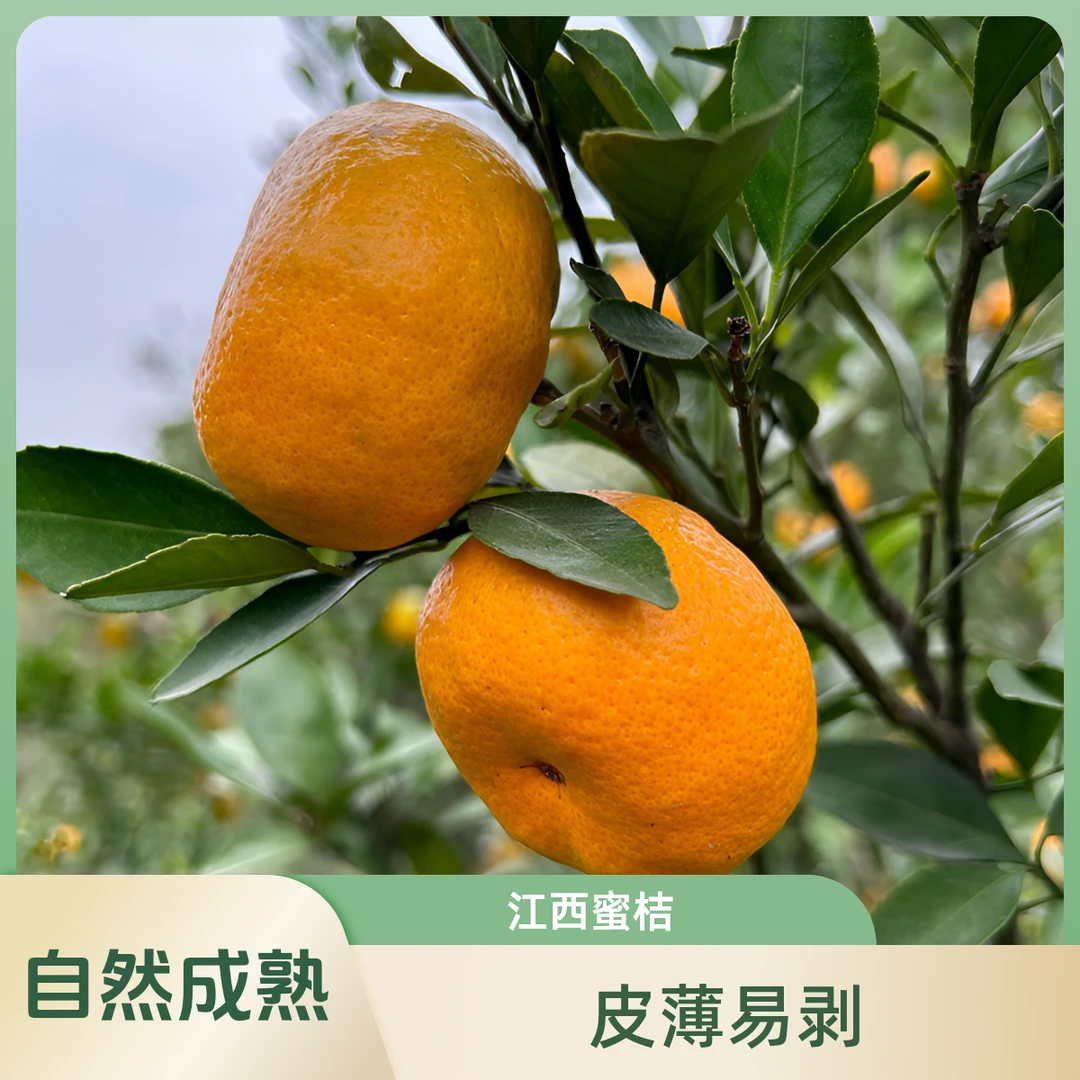 江西新余蜜桔自然成熟果园直发皮薄易剥