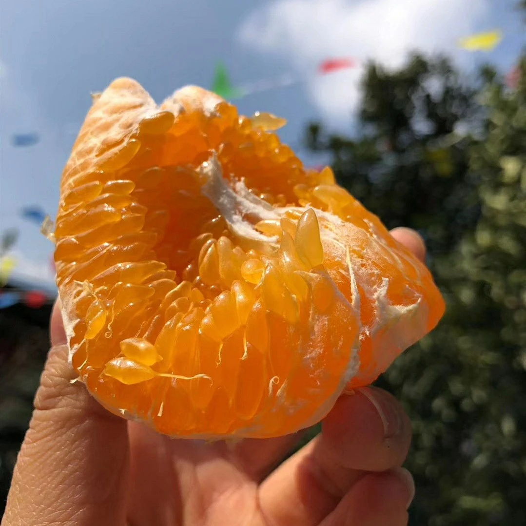 四川春见耙耙柑丹棱粑粑柑香甜细嫩橘子当季整箱新鲜水果丑柑桔