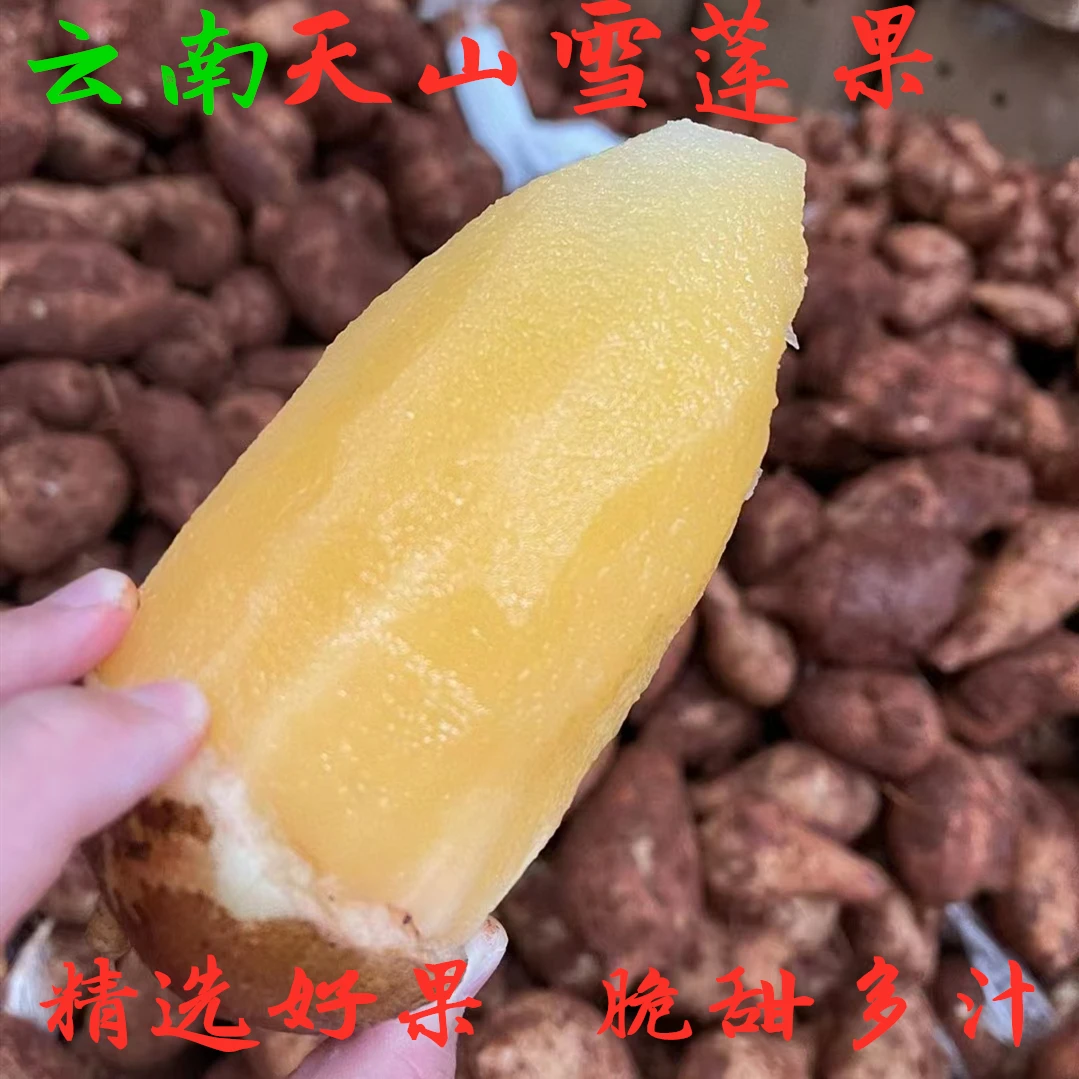 雪莲果新鲜现挖红心云南天山雪连果当季整箱红泥雪莲果脆甜多汁