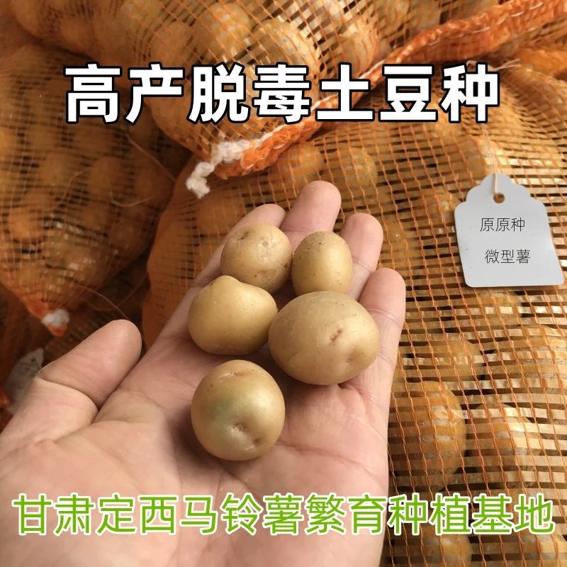土豆种0.8-3克微型薯原原种甘肃定西洋芋马铃薯