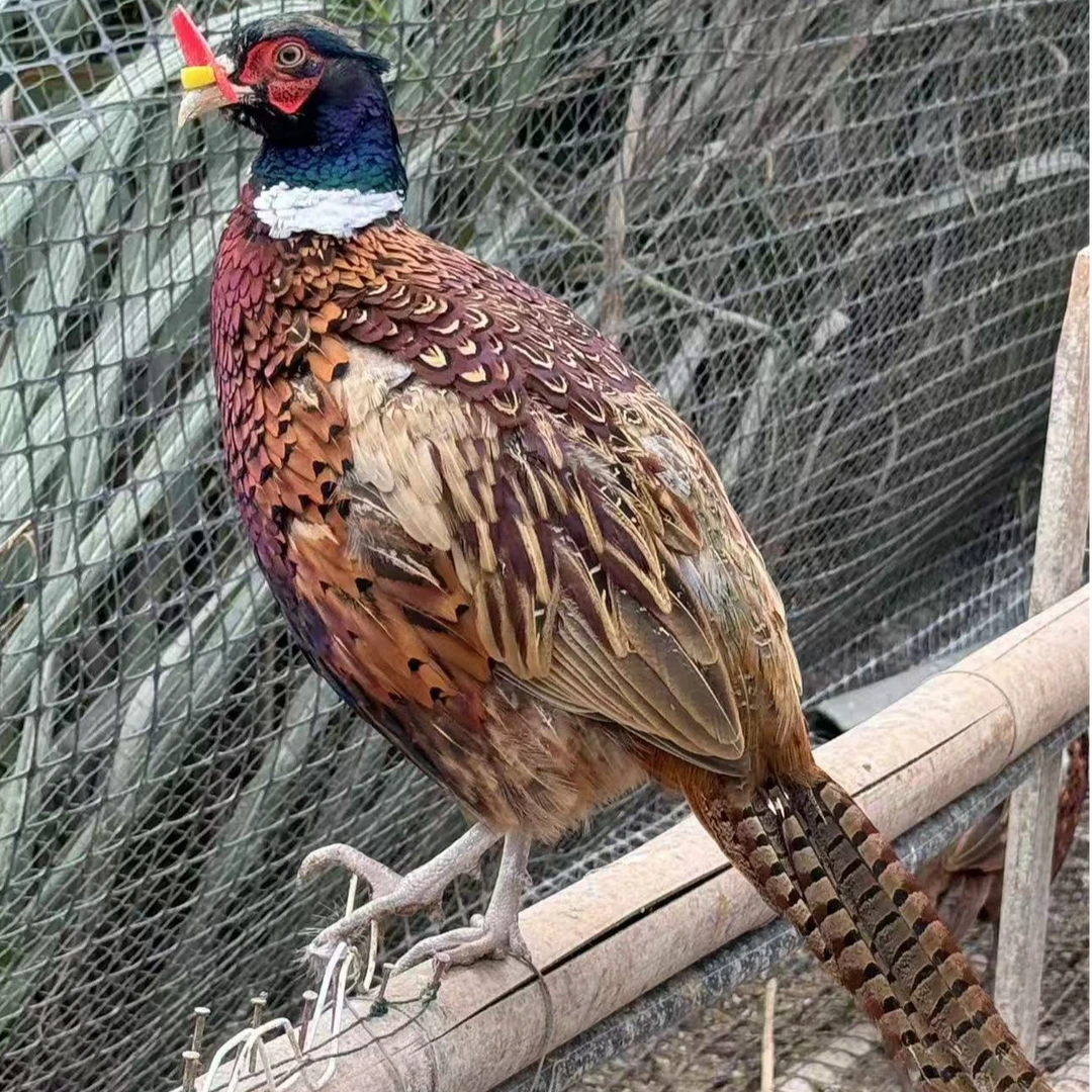 露天养殖 山鸡吃五谷杂粮 肉质紧实整鸡 包邮