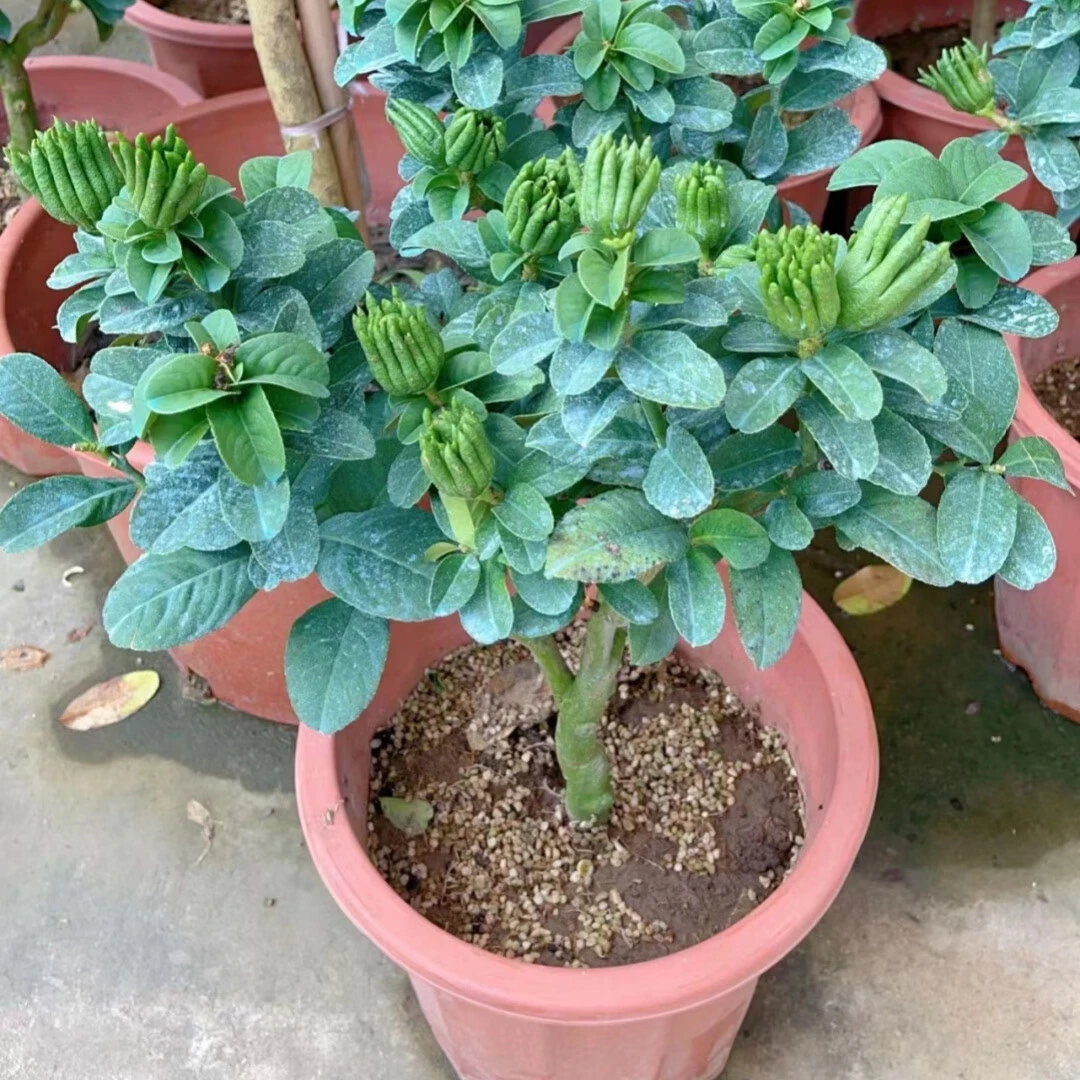 佛手树苗盆栽带果金华佛手柑盆景可食用植物阳台庭院花卉绿植好养