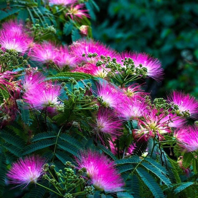 合欢树苗绒花树苗芙蓉花树苗庭院盆栽地栽景观树风景树花卉合欢树