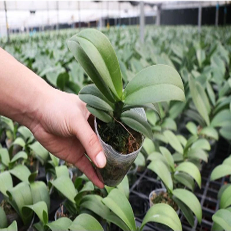 蝴蝶兰盆栽2.8寸室内观花植物客厅阳台特色基地开花