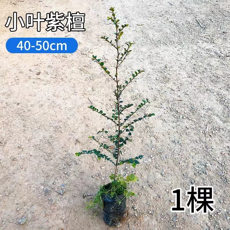 沉香树苗 奇楠沉香树苗 名贵树苗室内阳台盆栽珍贵树苗