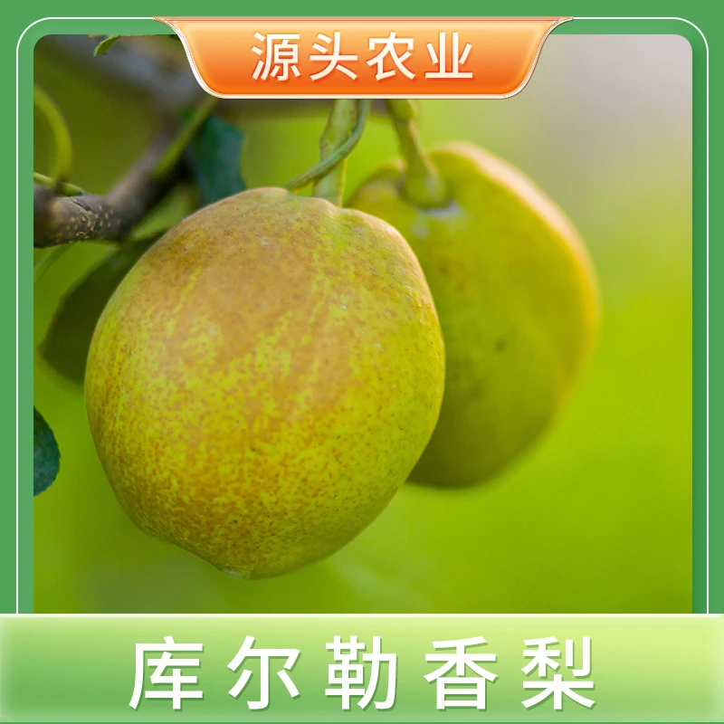 【库尔勒香梨】新疆香梨产地直发新鲜细腻无渣清甜多汁 5斤装 S
