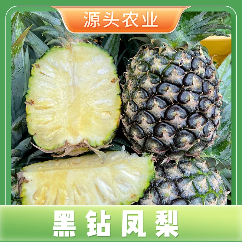 【凤梨】云南西双版纳新鲜水果黑钻凤梨果香多汁4.5-5斤装 S