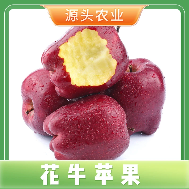 【粉面香甜】当季甘肃天水花牛苹果蛇果4.5斤装 S