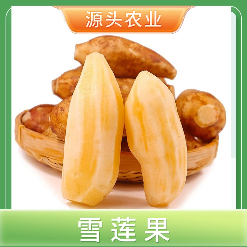 【雪莲果】云南雪莲果皮薄清甜多汁5斤装 S