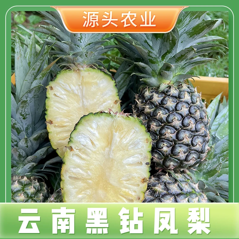 【黑钻凤梨】正宗云南树上熟应季水果凤梨产地直发4.5-5斤J
