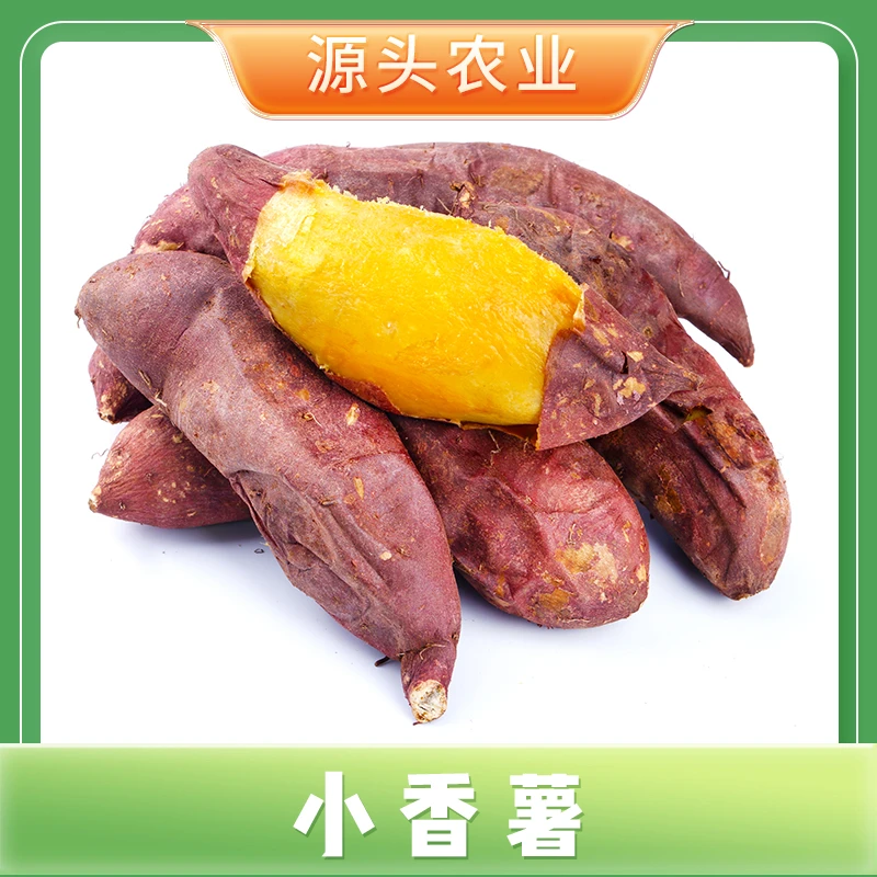 正宗海南红薯小香薯香甜软糯健康番薯无筋产地现挖直发3/4.5斤装