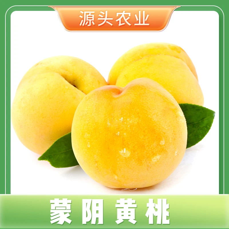 【夏日尝鲜】蒙阴黄桃山东桃新鲜采摘水果黄桃桃子4.5斤装 S
