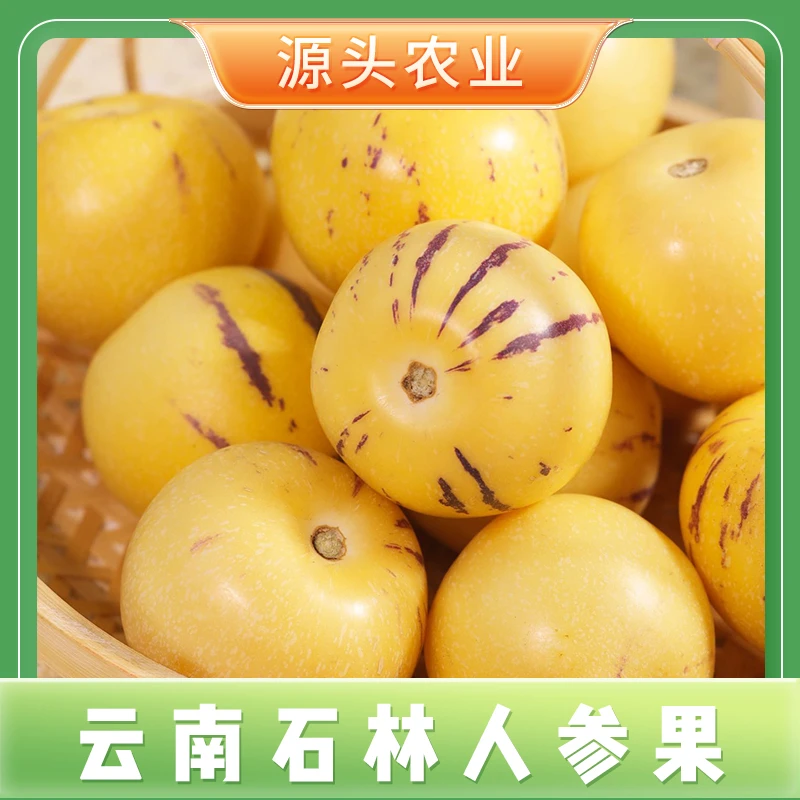 【人参果】云南石林人参果爽口多汁新鲜采摘 带箱5斤 单果25-50g S