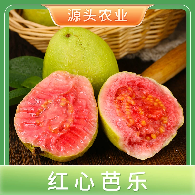 【红心芭乐】广西软心芭乐番石榴软糯香甜 3斤 X