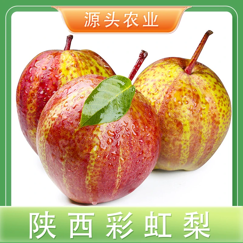 【彩虹梨】正宗彩虹梨酥梨香梨脆甜红皮新鲜水果4.5斤J