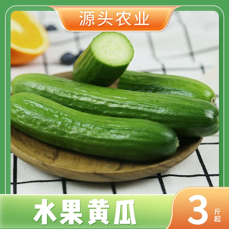 正宗山东水果黄瓜新鲜现摘无刺水果批发整箱产地直销直发3/4.5斤