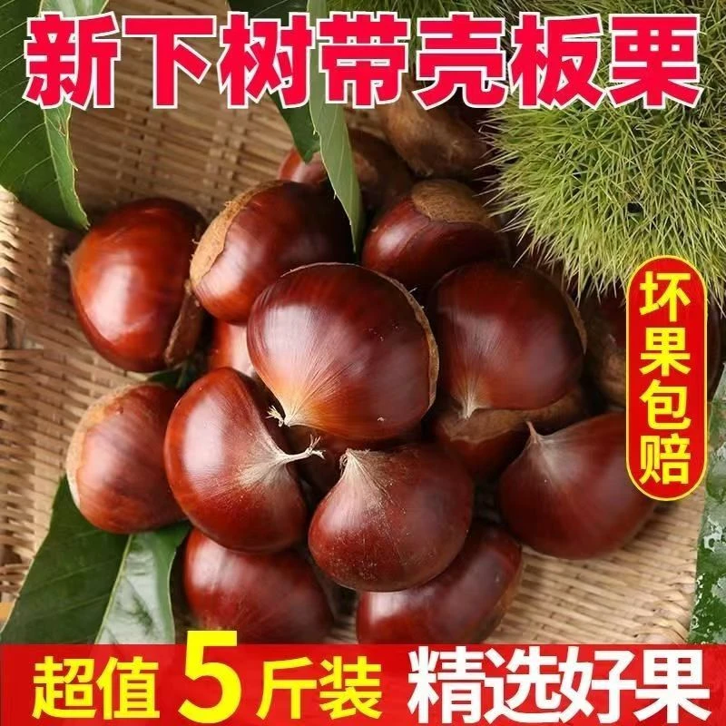 2024丹东板票5斤鲜票子生嫩大板粟板栗野生板栗