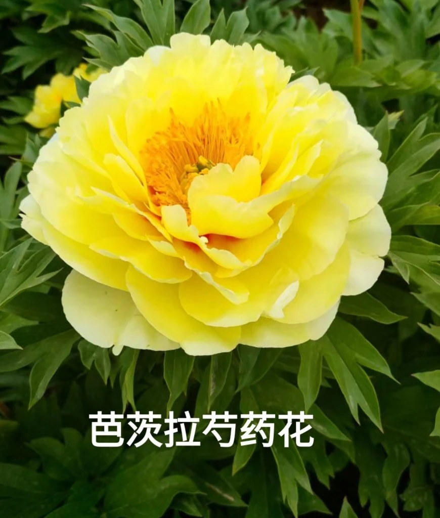 牡丹芭茨拉4年苗，预售先发肥料秋季发苗绿植鲜花芍药花卉牡丹花