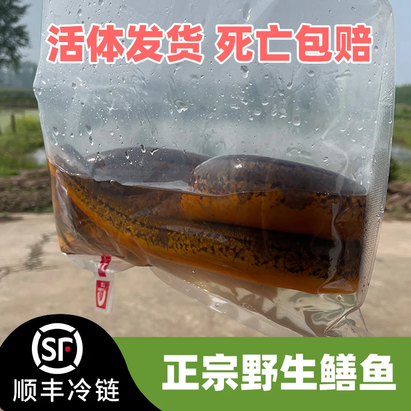 【直播福利】3斤大号5-8两野黄鳝鱼鲜活活体顺丰包邮湖北土黄鳝包活