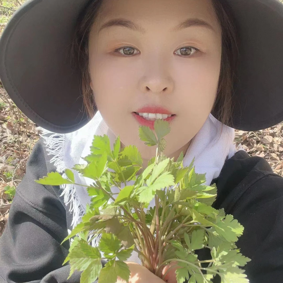 东北大山野生大叶芹顺丰包邮