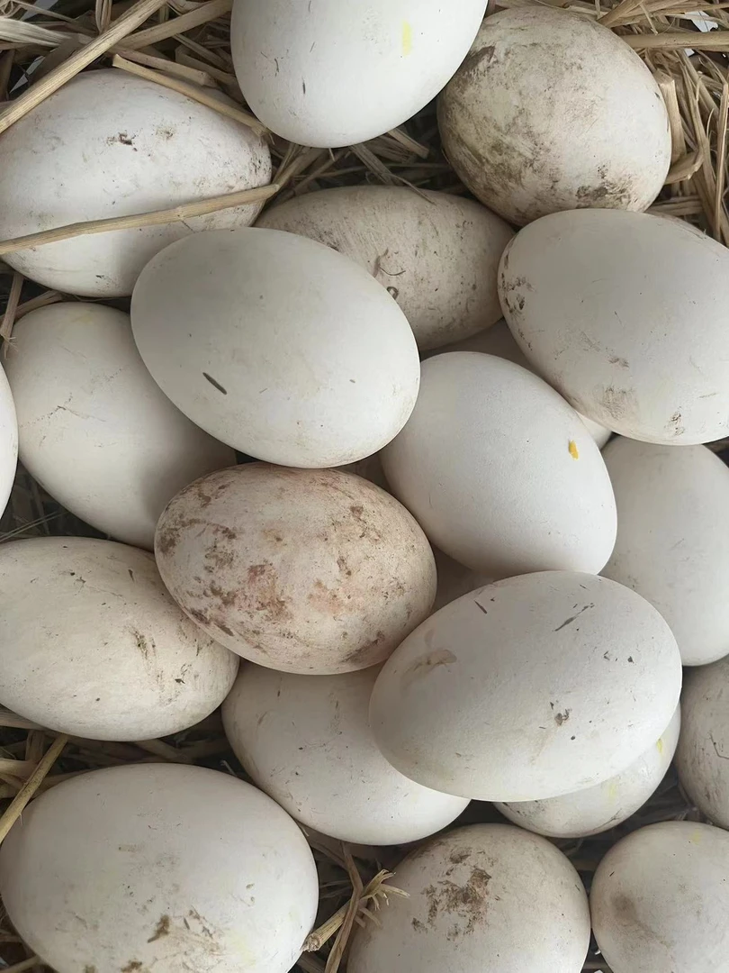 【小两口家】现捡现发新鲜农村土鹅蛋12装单个140--160左右